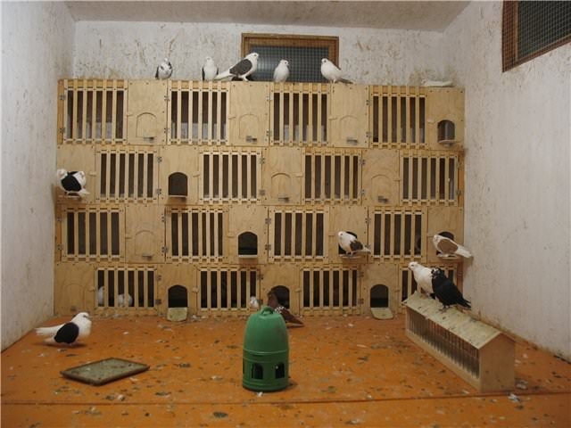 голубятник своими руками фото