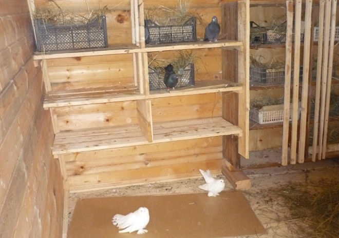 сделать голубятню