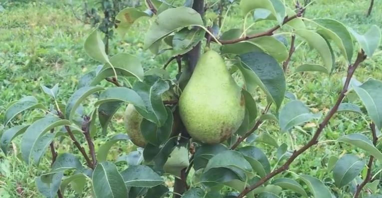 груша ноябрьская описание сорта