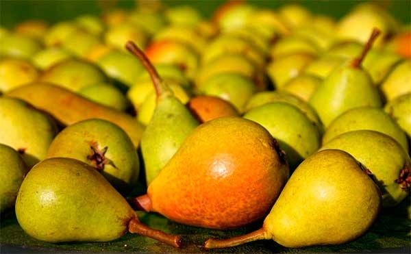 груша конференция польза и вред