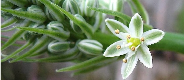 лечебные свойства индийского лука