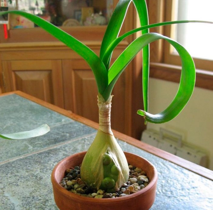 индийский лук лечение