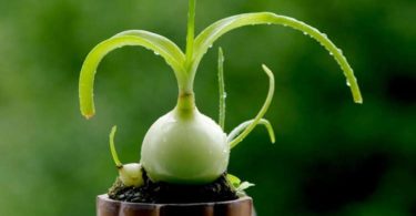 Выращивание индийского лука