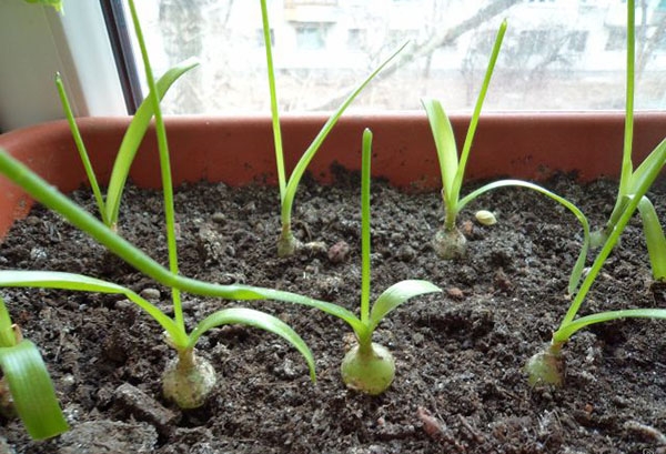 индийский лук лечение