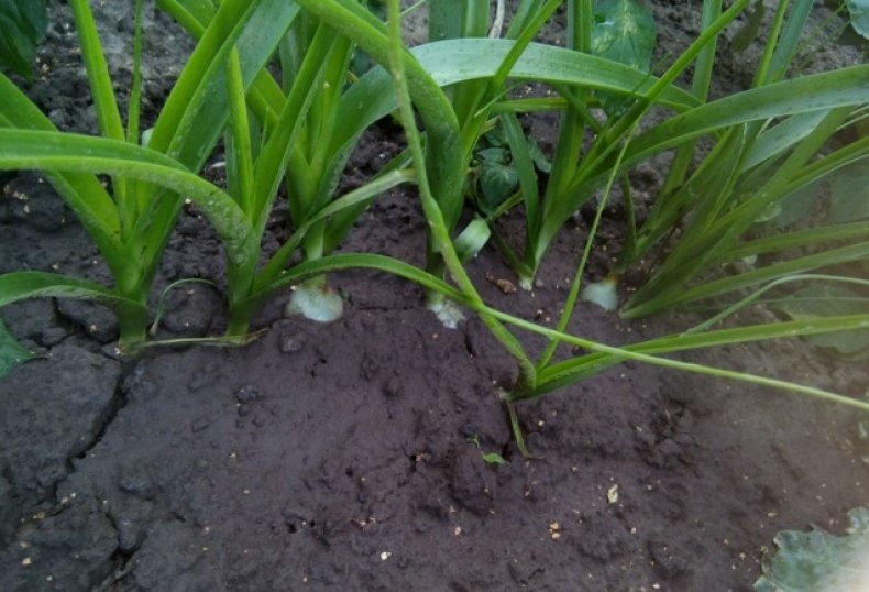 индийский лук лечение