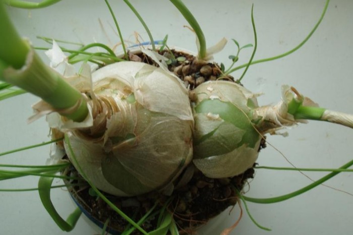 лечебные свойства индийского лука