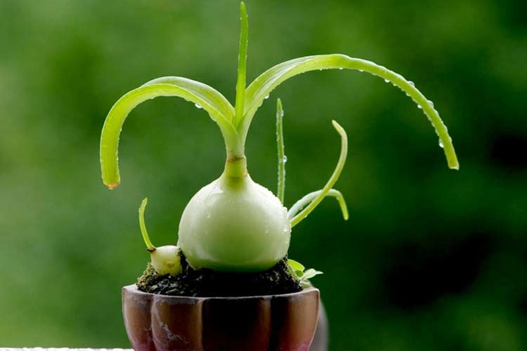 индийский лук выращивание