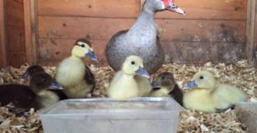 содержание и уход за индоутками