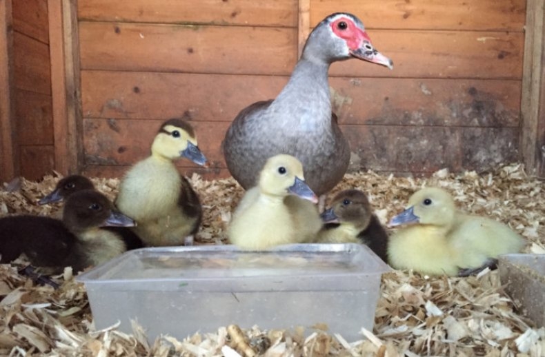 для начинающих