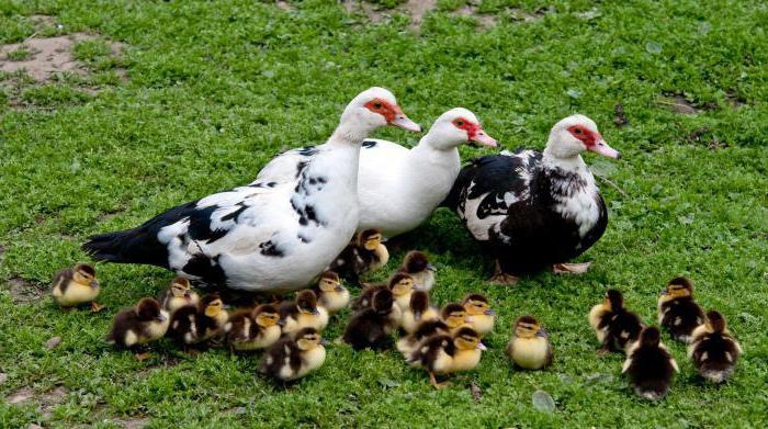 домашние утки содержание разведение