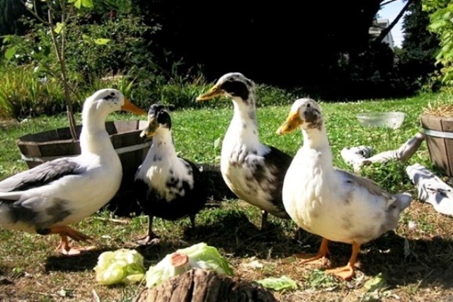 домашние утки содержание разведение