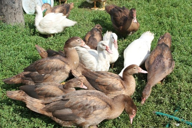 для начинающих