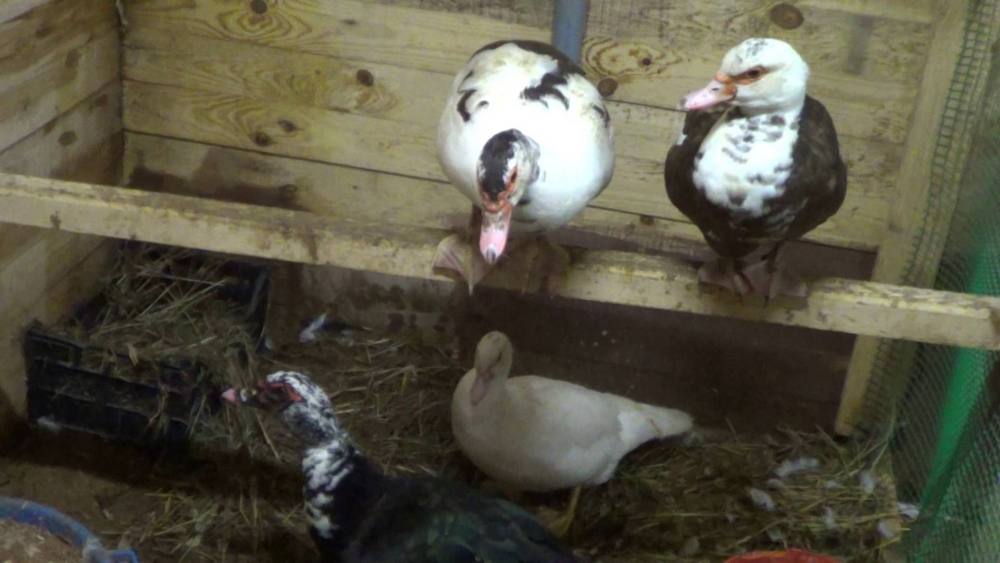 выращивание утят