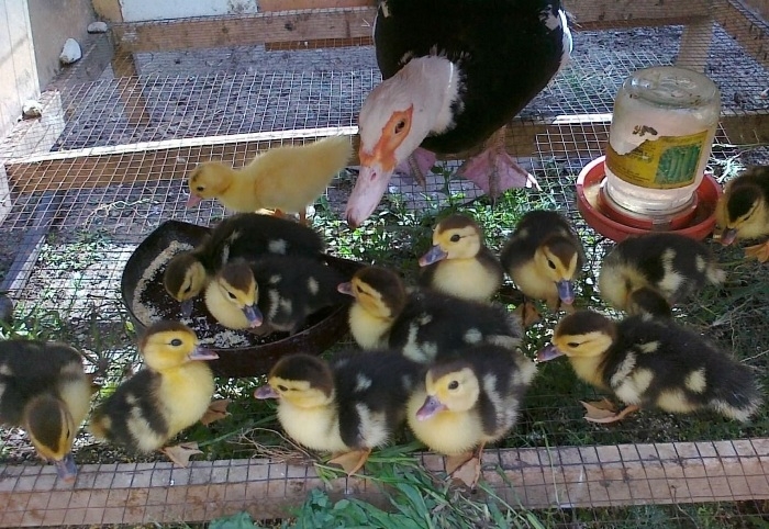 для начинающих