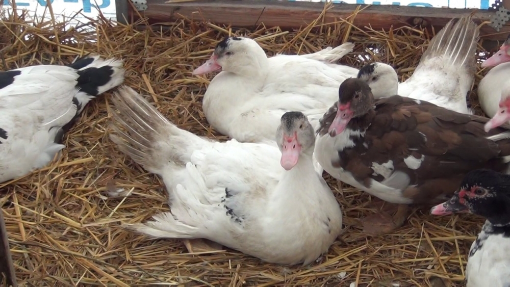 домашние утки содержание разведение