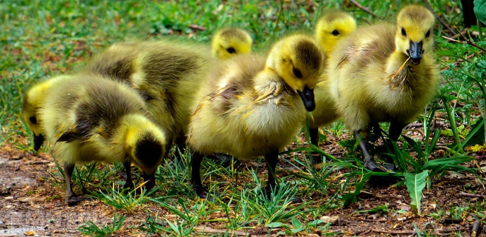 индоутка выращивание в домашних условиях