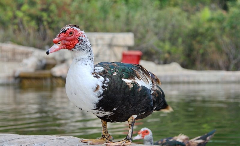 выращивание утят