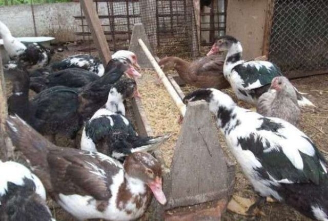 разведение мускусных уток в домашних условиях видео