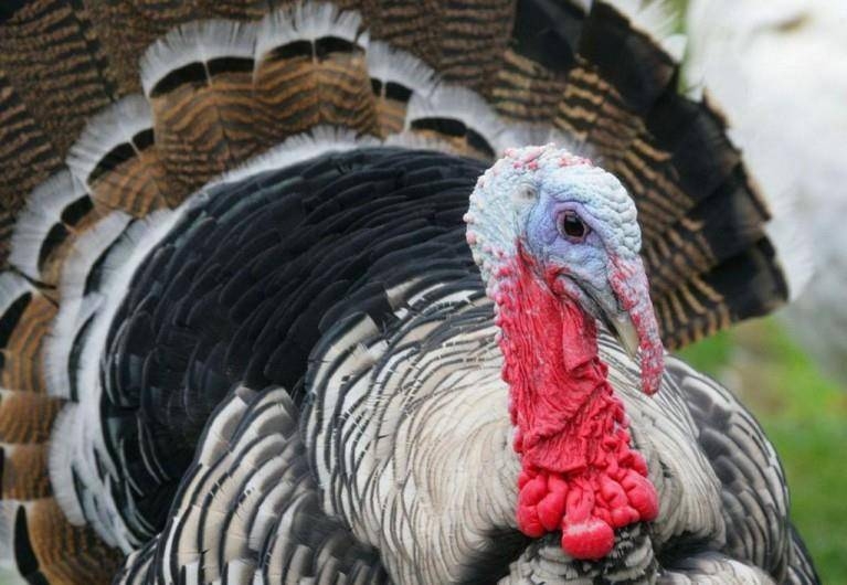 выращивание индюков в домашних условиях для начинающих