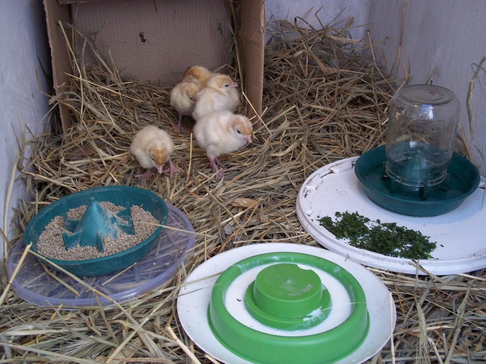 все про индюков