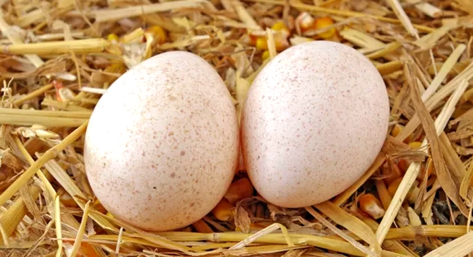 индюки разведение содержание уход в домашних условиях