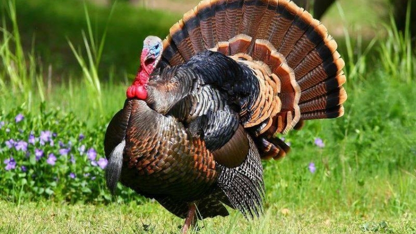 выращивание индюков в домашних условиях для начинающих