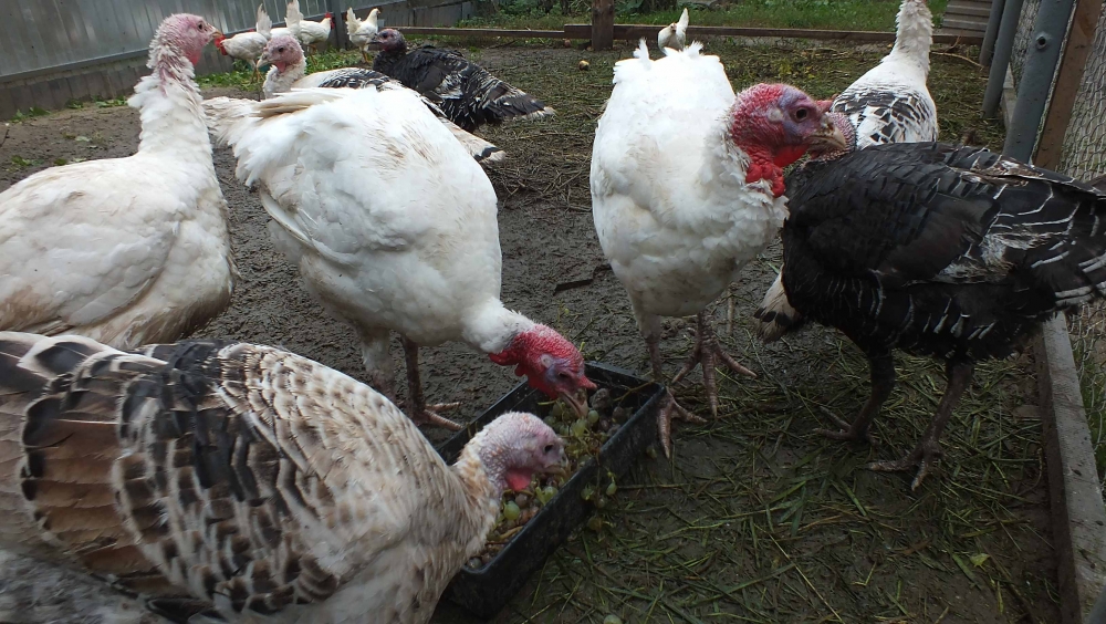 разведение индеек