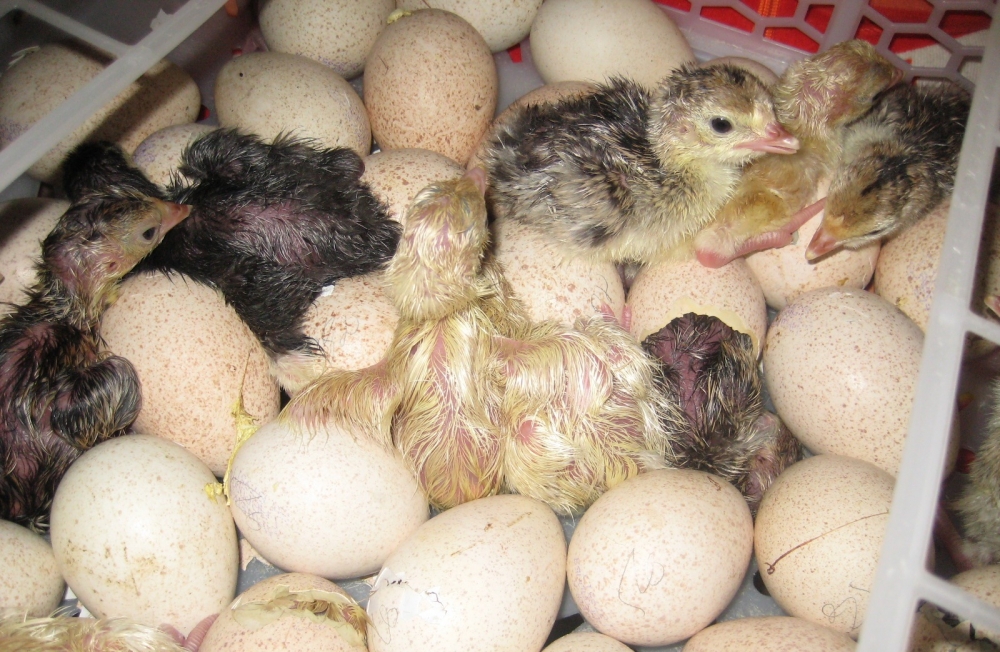 индюшата выращивание в домашних условиях