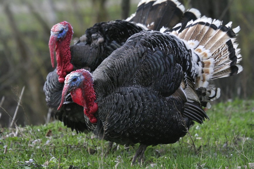 разведение индеек