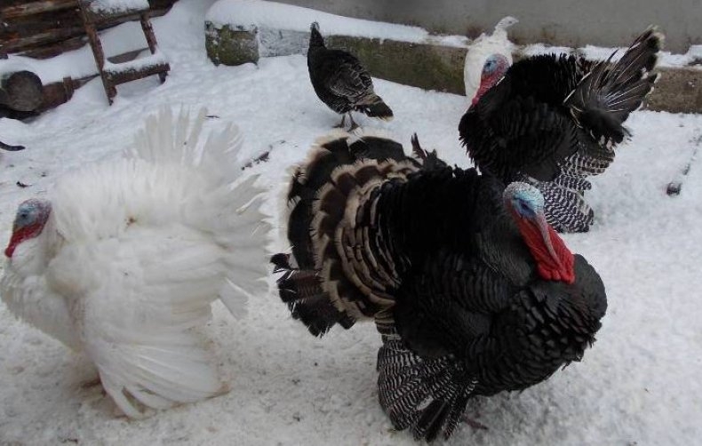 выращивание индюков в домашних условиях для начинающих