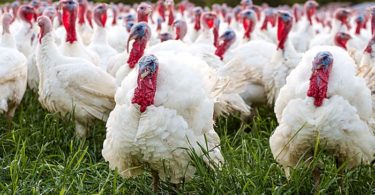 Разведение и содержание индюков