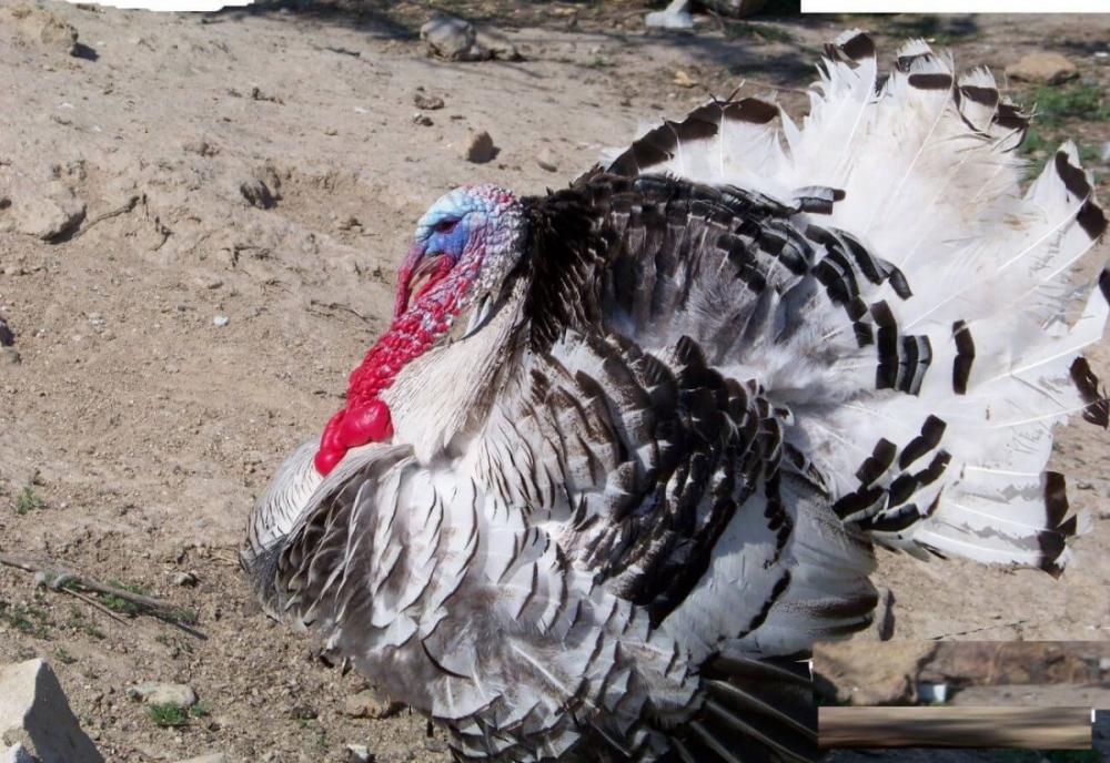 все про индюков