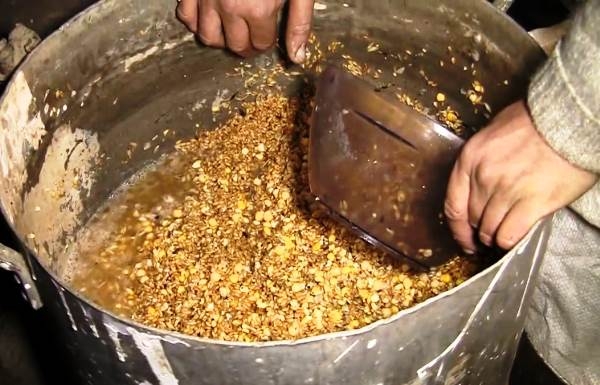 индюшата выращивание в домашних условиях