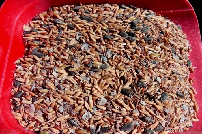 норма корма для кур несушек на сутки