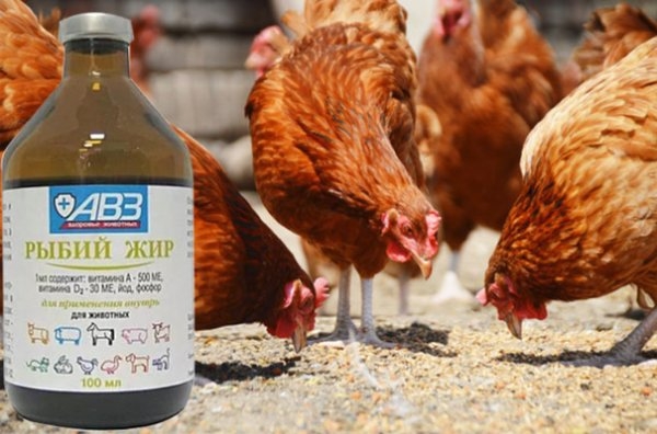 норма корма для кур несушек на сутки