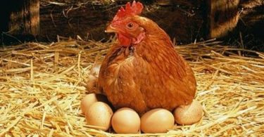 куры молодки