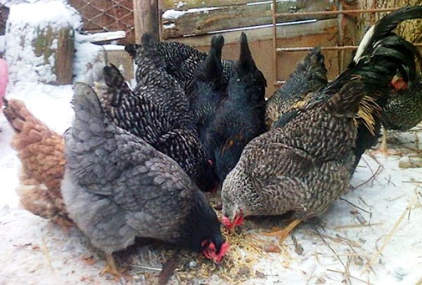 как кормить курей чтобы несли много яиц