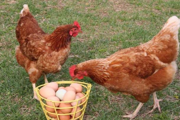 можно ли кормить кур овсом