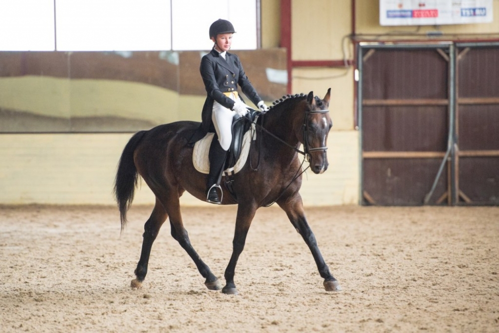 Обучение верховой езде