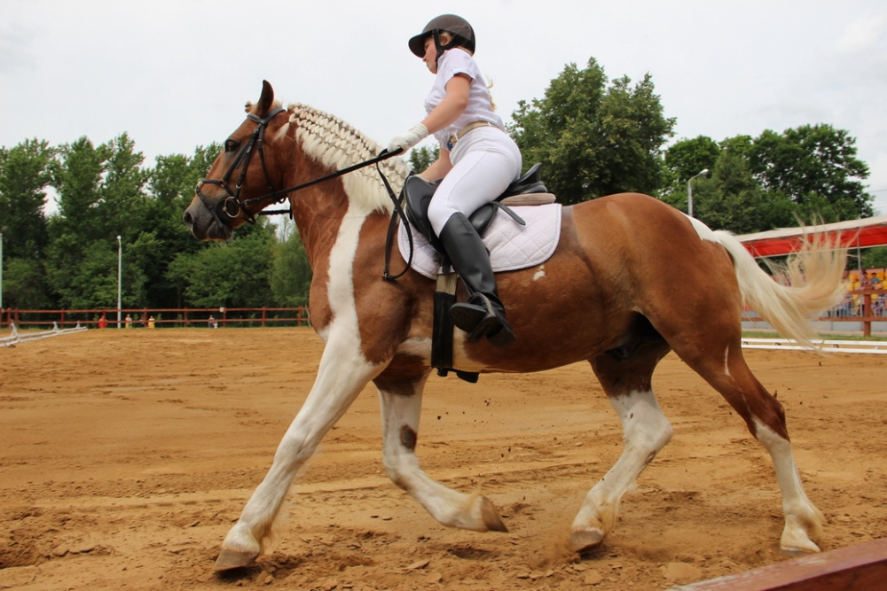 В ЦПКиО определили победителей в выездке лошадей