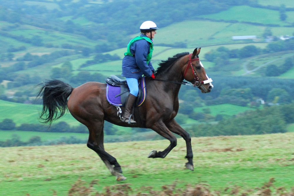 Галоп и переходы с одного аллюра на другой