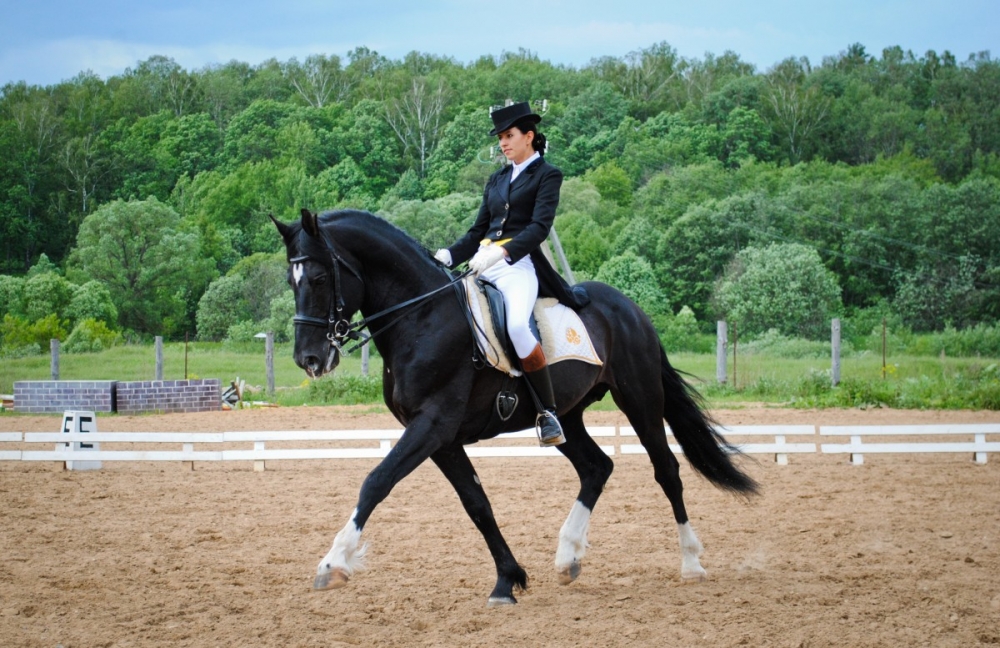 Конкур, выездка