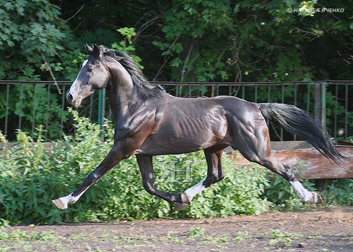 Лошадиный аллюр — что это, обзор видов