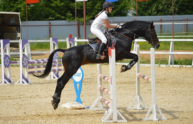 Конкур на лошадях: история, рекорды, препятствия и другое