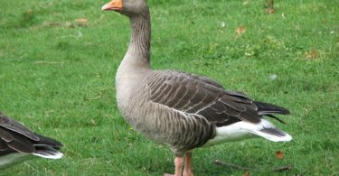 ощипать гуся в домашних условиях