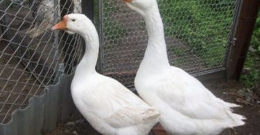 отличить гусака от гусыни