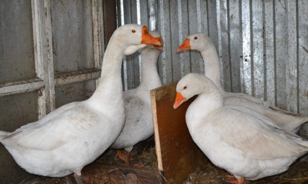 как определить возраст гуся