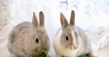 определение пола кроликов