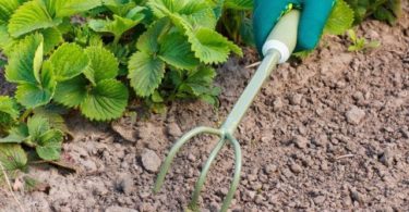 подготовить клубнику к зиме