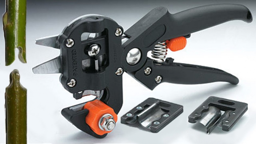 привить яблоню весной на старое дерево